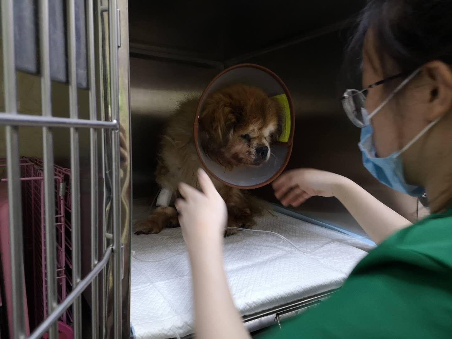 上海正规宠物医院，守护宠物健康的温馨港湾